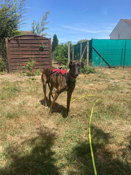 Bella galga
