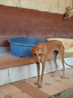 Galga rimel
