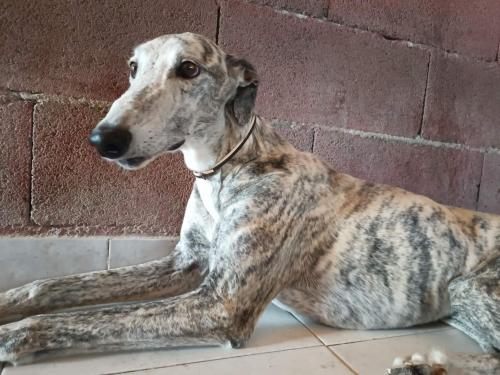 Galgo gueule de travers