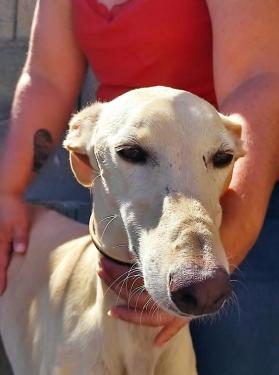 Galgo juillet