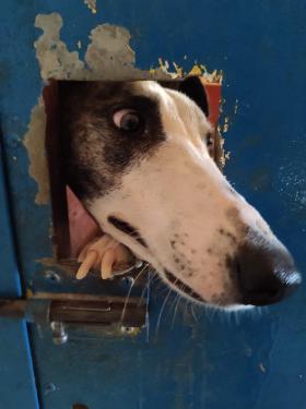 Galgo porte
