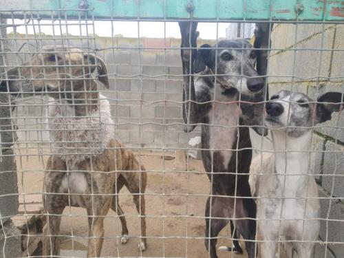 Scooby refuge 2