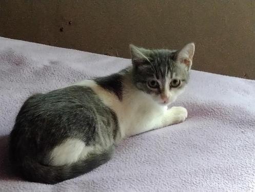 Timide chat