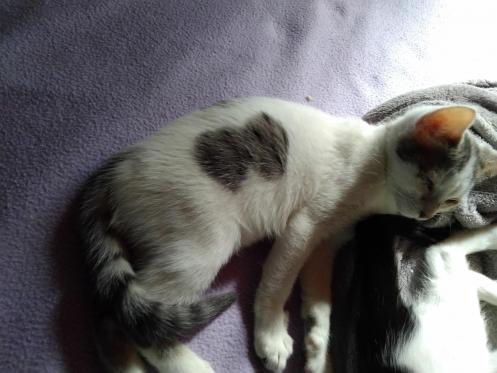 Tornade chat