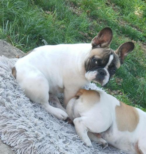 Bebe bouledogue