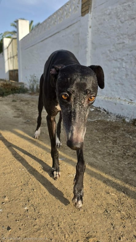 Bimba 5