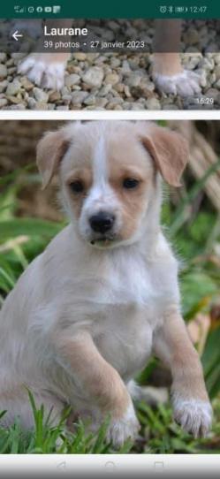 Blondie chiot