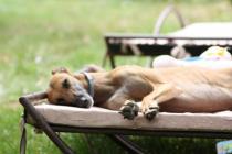 Charlotte adoptee