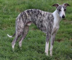 Chouchou whippet