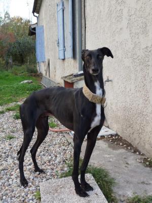 Clemente adopt 3