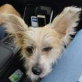 Cloe 2