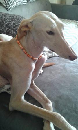 Daisy galga adoptee 1