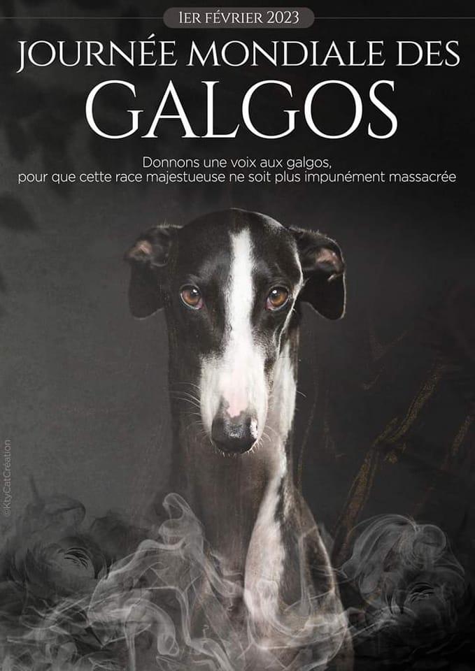 Dia del galgo 1