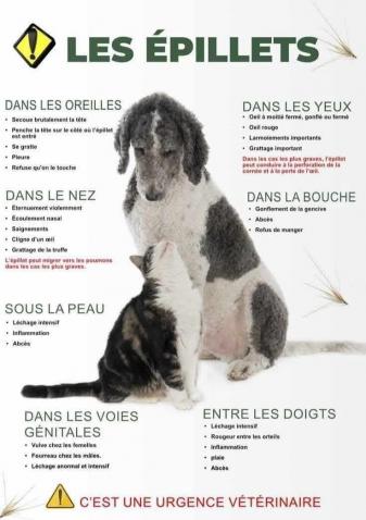 Epillet