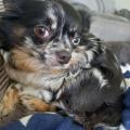 Fifi