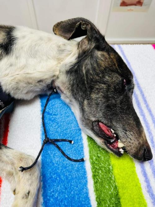 Galgo etrangle 2