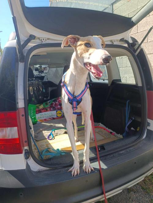 Galgo fourriere 3