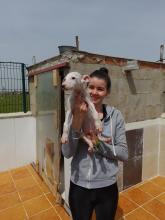 Galguita blanche