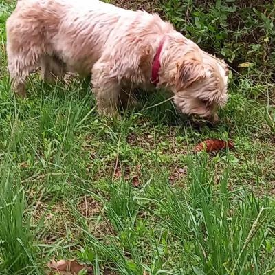 Gipsy 12 ans