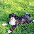Houpette 2 ans