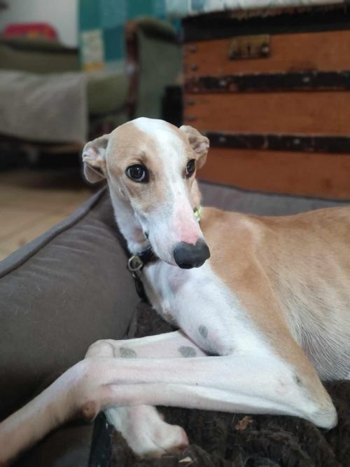 Igor galgo 2
