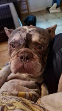 Many bouledogue