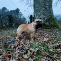 Maurice 1