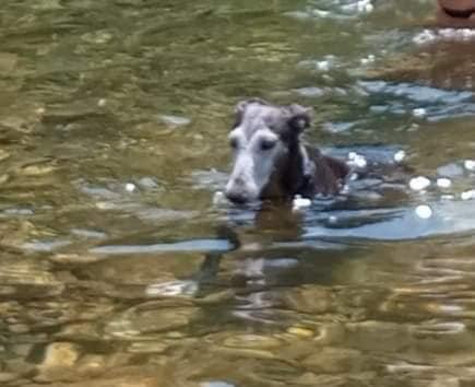 Mercedes adoptee 3