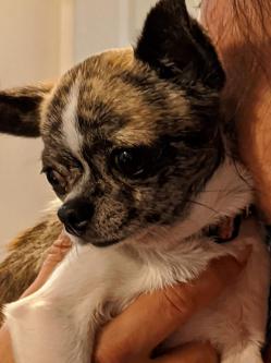 Oscar chichi 5