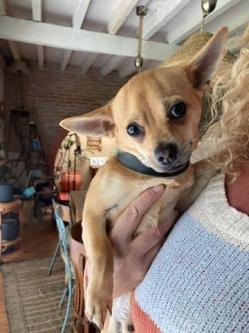 Paco 3