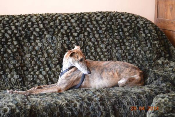 Pini adopt e 3