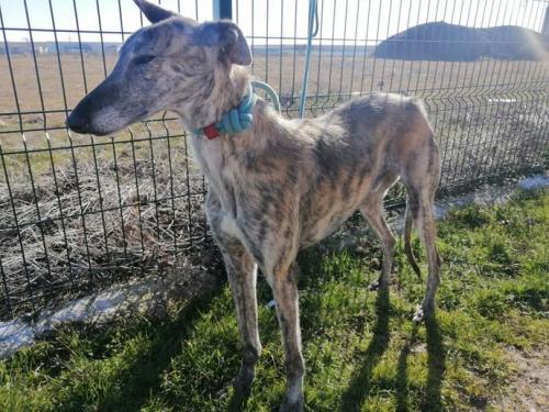 Radar galgo 2