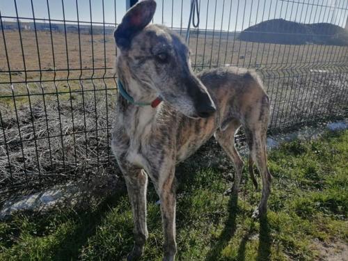 Radar galgo 3