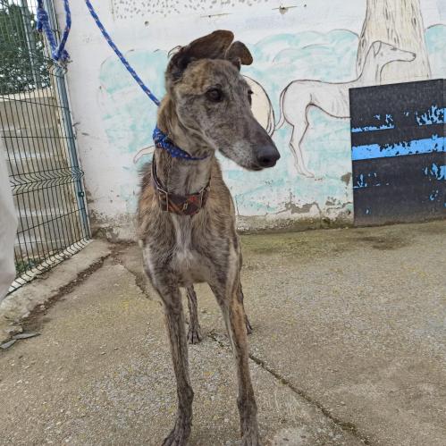 Radar galgo 4