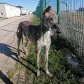 Radar galgo