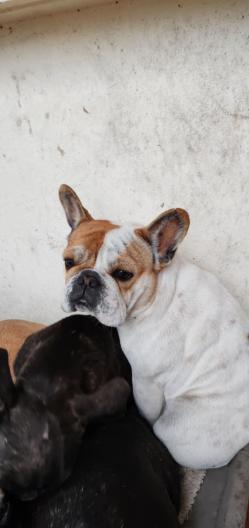 Reglisse
