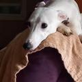 Tao whippet