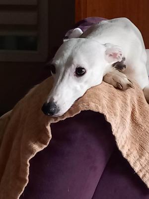 Tao whippet