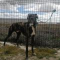Thor galgo 1
