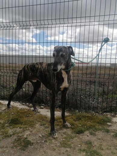 Thor galgo 1