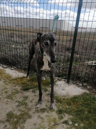 Thor galgo 2