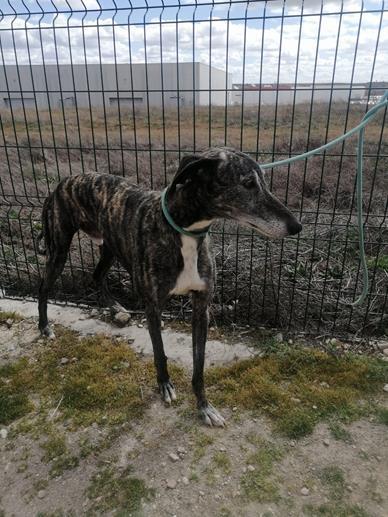 Thor galgo