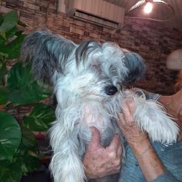 Titou chin 2