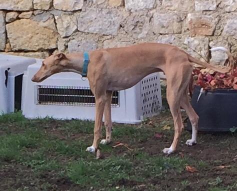 Toffe galgo