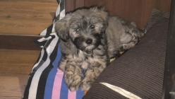 Vita adoptee